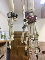 Ze života kliniky - fotky