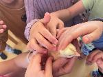 Projekt Líheň kuřátek aneb jaro je tu a Vítání jara