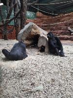 Zima v ZOO