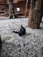 Zima v ZOO