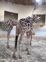 Zima v ZOO